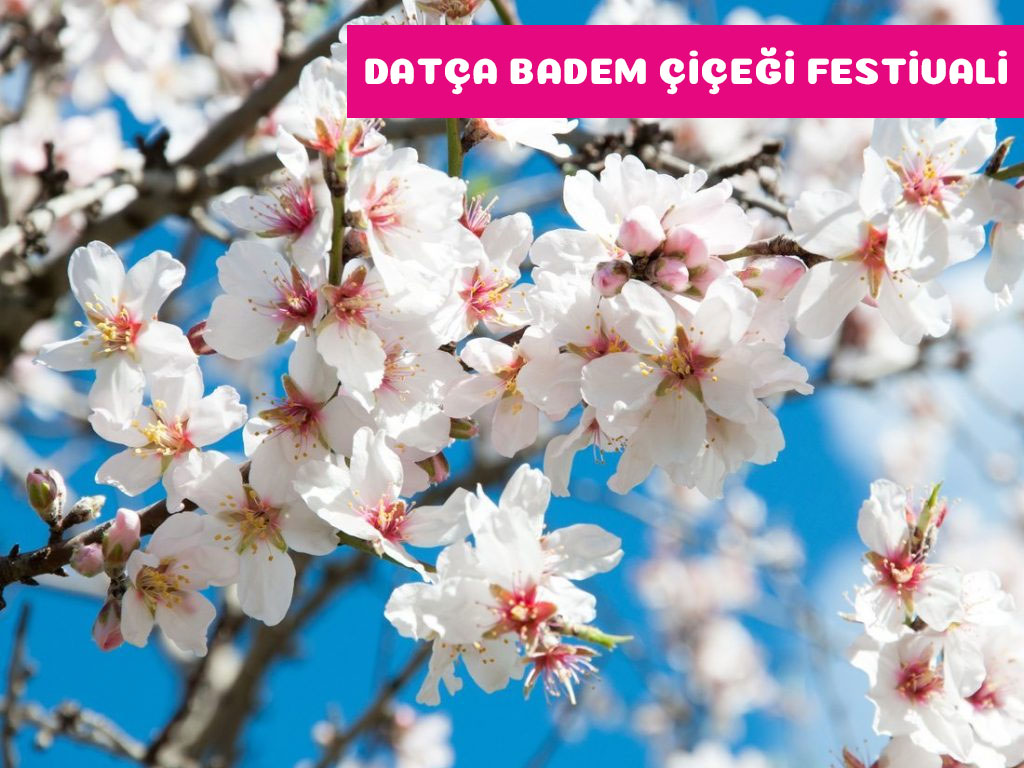 Datça Badem Çiçeği Festival Turu (Günübirlik)